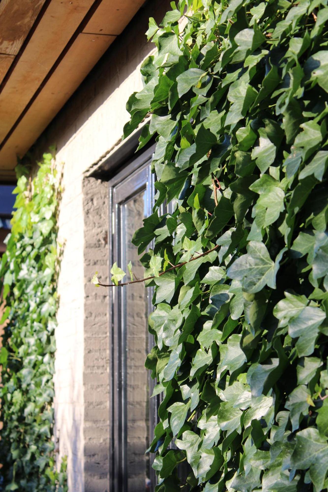 Tiny House In De Boomgaard Panzió Stad aan 't Haringvliet Kültér fotó